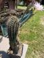 Preview: Echinopsis hybr. lila
